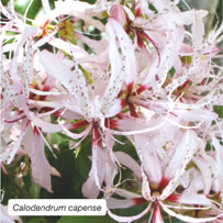 Calodendrum capense