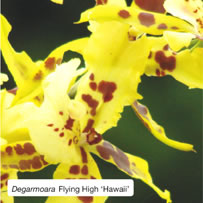 Degarmoara Flying High ‘Hawaii’
