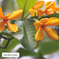 Gardenia spp.