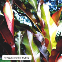 Heliconia indica 'Rubra'