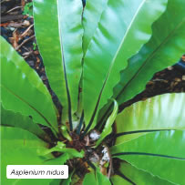 Asplenium nidus