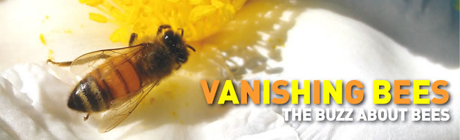 Vanishing Bees