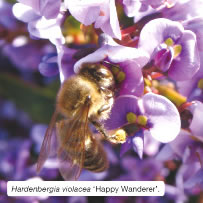 Hardenbergia violacea ‘Happy Wanderer’. 