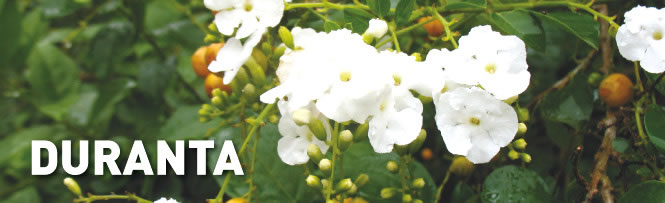 Duranta