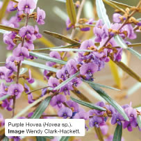Purple Hovea (Hovea sp.). Image Wendy Clark-Hackett. 