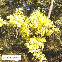 Acacia decora.