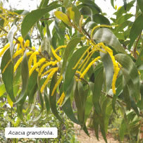 Acacia grandifolia.