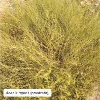 Acacia rigens (prostrate).