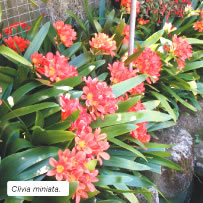 Clivia miniata.