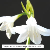 Caliphruria subedentata syn. Eucharis fosteri. 