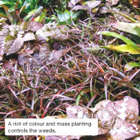  A riot of colour and mass  planting controls the weeds.