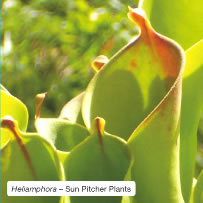 Heliamphora – Sun Pitcher Plants.