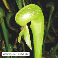 Darlingtonia – Cobra Lily.