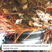 Severly root bound plant with curling roots forced outside the pots. 