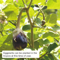  Eggplants can be planted in the tropics at this time of year. 