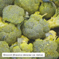 Broccoli (Brassica oleracea var. italica). 