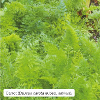 Carrot (Daucus carota subsp. sativus).