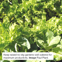 Keep raised no-dig gardens well watered for maximum productivity. Image Paul Plant. 