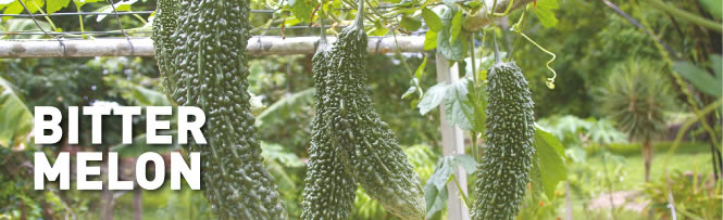 Bitter Melon Bitter Melon