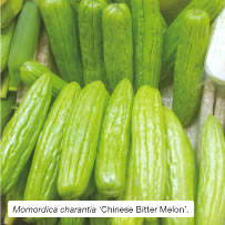 Momordica charantia ‘Chinese Bitter Melon’. 