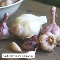 Garlic cloves shooting away.