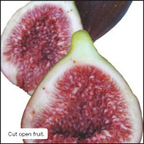 Cut open fruit.