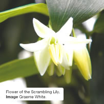 Flower of the Scrambling Lily. Image Graeme White.