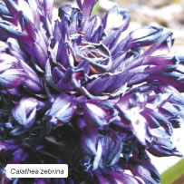 Calathea zebrina