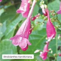Strobilanthes hamiltoniana