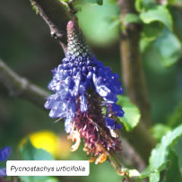 Pycnostachys urticifolia