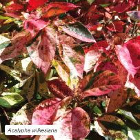 Acalypha wilkesiana