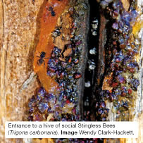 Entrance to a hive of social Stingless Bees (Trigona carbonaria). Image Wendy Clark-Hackett.