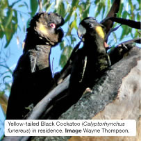Yellow-tailed Black Cockatoo (Calyptorhynchus funereus) in residence. Image Wayne Thompson.