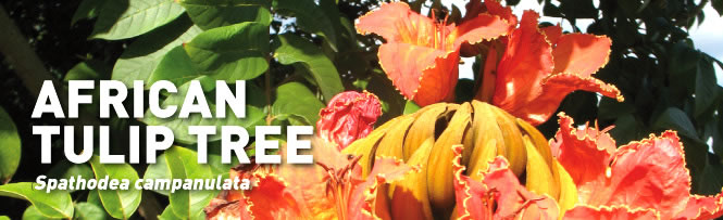 African Tulip Tree (Spathodea campanulata