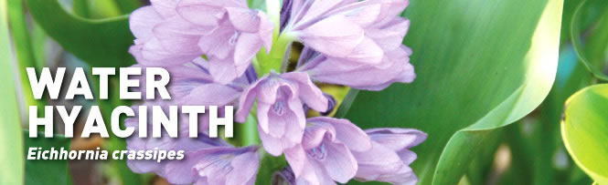 Water Hyacinth Eichhornia crassipes