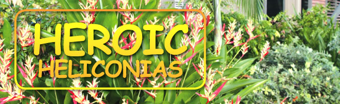 Heroic Heliconias