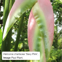 Heliconia chartacea 'Sexy Pink'. Image Paul Plant.