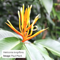 Heliconia longiflora. Image Paul Plant.