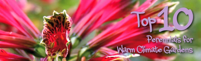 Top 10  Perennials for  Warm Climate Gardens