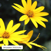 Jerusalem Artichoke.