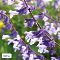 Salvia.
