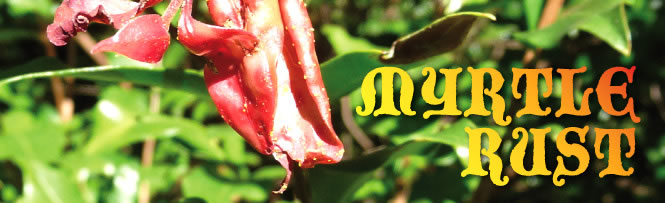 Myrtle Rust