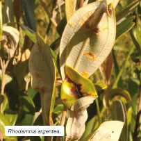 Rhodamnia argentea.