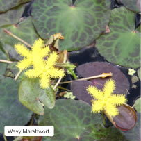 Wavy Marshwort.