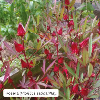 Rosella (Hibiscus sabdariffa).