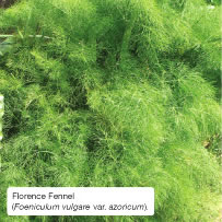 Florence Fennel (Foeniculum vulgare var. azoricum).
