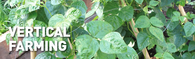 Vertical Farming