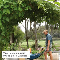 Vine covered arbour. Image David Sandison.