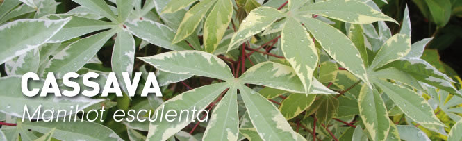Cassava Manihot esculenta