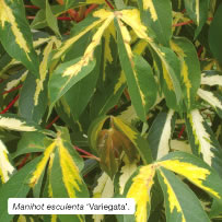 Manihot esculenta 'Variegata'.